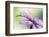 Dreamlike II-Heidi Westum-Framed Photographic Print