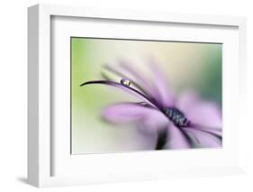 Dreamlike II-Heidi Westum-Framed Photographic Print