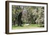 Dreamlike trees growing in the coffee region of Quindio UNESCO World Heritage Site, Colombia-Peter Groenendijk-Framed Photographic Print