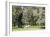 Dreamlike trees growing in the coffee region of Quindio UNESCO World Heritage Site, Colombia-Peter Groenendijk-Framed Photographic Print