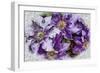 Dreams of Lilac Clematis-Dorothy Berry-Lound-Framed Giclee Print