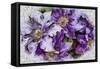 Dreams of Lilac Clematis-Dorothy Berry-Lound-Framed Stretched Canvas