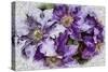 Dreams of Lilac Clematis-Dorothy Berry-Lound-Stretched Canvas