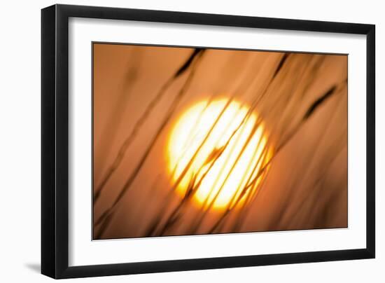 Dreams of the Sun-Adrian Campfield-Framed Giclee Print