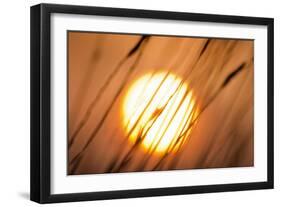 Dreams of the Sun-Adrian Campfield-Framed Giclee Print