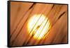 Dreams of the Sun-Adrian Campfield-Framed Stretched Canvas