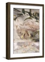 Dreamtime Peony 1-Matina Theodosiou-Framed Art Print