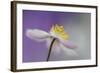 Dreamtime-Heidi Westum-Framed Photographic Print