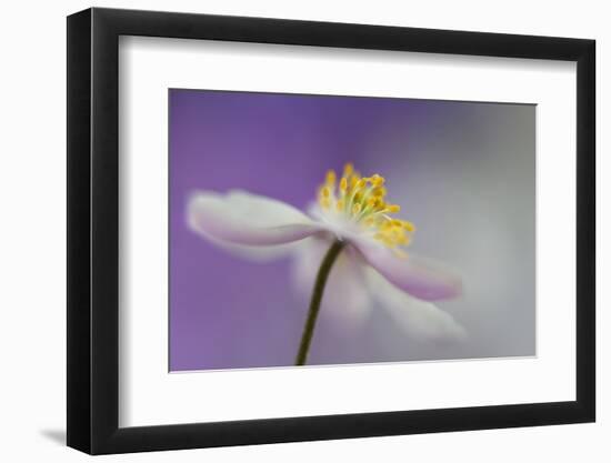 Dreamtime-Heidi Westum-Framed Photographic Print