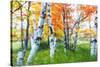 Dreamy Autumn Birches-George Oze-Stretched Canvas