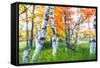 Dreamy Autumn Birches-George Oze-Framed Stretched Canvas