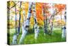 Dreamy Autumn Birches-George Oze-Stretched Canvas