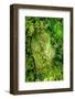 Dreamy Bali - Between the Rainforest-Philippe HUGONNARD-Framed Photographic Print