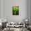 Dreamy Bali - Heliconia-Philippe HUGONNARD-Framed Stretched Canvas displayed on a wall