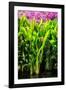 Dreamy Bali - Heliconia-Philippe HUGONNARD-Framed Photographic Print