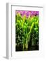 Dreamy Bali - Heliconia-Philippe HUGONNARD-Framed Photographic Print