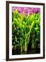 Dreamy Bali - Heliconia-Philippe HUGONNARD-Framed Photographic Print