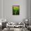 Dreamy Bali - Heliconia-Philippe HUGONNARD-Framed Photographic Print displayed on a wall