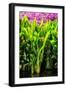 Dreamy Bali - Heliconia-Philippe HUGONNARD-Framed Photographic Print