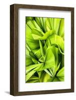 Dreamy Bali - Palm Leaves III-Philippe HUGONNARD-Framed Photographic Print