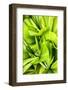 Dreamy Bali - Palm Leaves III-Philippe HUGONNARD-Framed Photographic Print