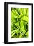 Dreamy Bali - Palm Leaves III-Philippe HUGONNARD-Framed Photographic Print