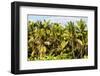 Dreamy Bali - Palm Trees Forest-Philippe HUGONNARD-Framed Photographic Print