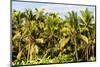 Dreamy Bali - Palm Trees Forest-Philippe HUGONNARD-Mounted Photographic Print