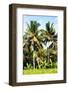 Dreamy Bali - Palm Trees-Philippe HUGONNARD-Framed Photographic Print