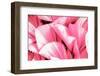 Dreamy Bali - Pink Palm Leaves-Philippe HUGONNARD-Framed Photographic Print