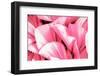 Dreamy Bali - Pink Palm Leaves-Philippe HUGONNARD-Framed Photographic Print