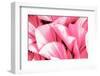 Dreamy Bali - Pink Palm Leaves-Philippe HUGONNARD-Framed Photographic Print