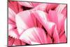 Dreamy Bali - Pink Palm Leaves-Philippe HUGONNARD-Mounted Photographic Print