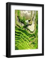 Dreamy Bali - Rices Terraces Farmer Working-Philippe HUGONNARD-Framed Photographic Print