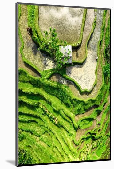Dreamy Bali - Rices Terraces Farmer Working-Philippe HUGONNARD-Mounted Photographic Print