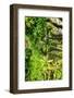 Dreamy Bali - Rices Terraces Ubud-Philippe HUGONNARD-Framed Photographic Print