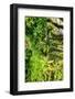 Dreamy Bali - Rices Terraces Ubud-Philippe HUGONNARD-Framed Photographic Print