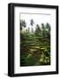 Dreamy Bali - Sunrise Rice Terraces-Philippe HUGONNARD-Framed Photographic Print