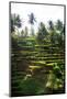 Dreamy Bali - Sunrise Rice Terraces-Philippe HUGONNARD-Mounted Photographic Print