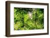 Dreamy Bali - Tegallalang Bali-Philippe HUGONNARD-Framed Photographic Print