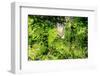 Dreamy Bali - Tegallalang Bali-Philippe HUGONNARD-Framed Photographic Print