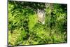 Dreamy Bali - Tegallalang Bali-Philippe HUGONNARD-Mounted Photographic Print