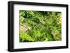 Dreamy Bali - Tegallalang Rice Field Terraces-Philippe HUGONNARD-Framed Photographic Print