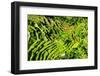 Dreamy Bali - Tegallalang-Philippe HUGONNARD-Framed Photographic Print