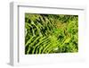 Dreamy Bali - Tegallalang-Philippe HUGONNARD-Framed Photographic Print