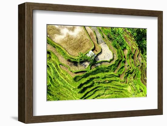 Dreamy Bali - The Rice Terraces-Philippe HUGONNARD-Framed Photographic Print