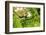 Dreamy Bali - The Rice Terraces-Philippe HUGONNARD-Framed Photographic Print
