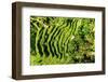 Dreamy Bali - The Rices Terraces Ubud-Philippe HUGONNARD-Framed Photographic Print