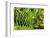 Dreamy Bali - The Rices Terraces Ubud-Philippe HUGONNARD-Framed Photographic Print