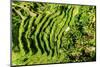 Dreamy Bali - The Rices Terraces Ubud-Philippe HUGONNARD-Mounted Photographic Print